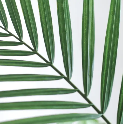 Plam leaves arching up and across over a white wall